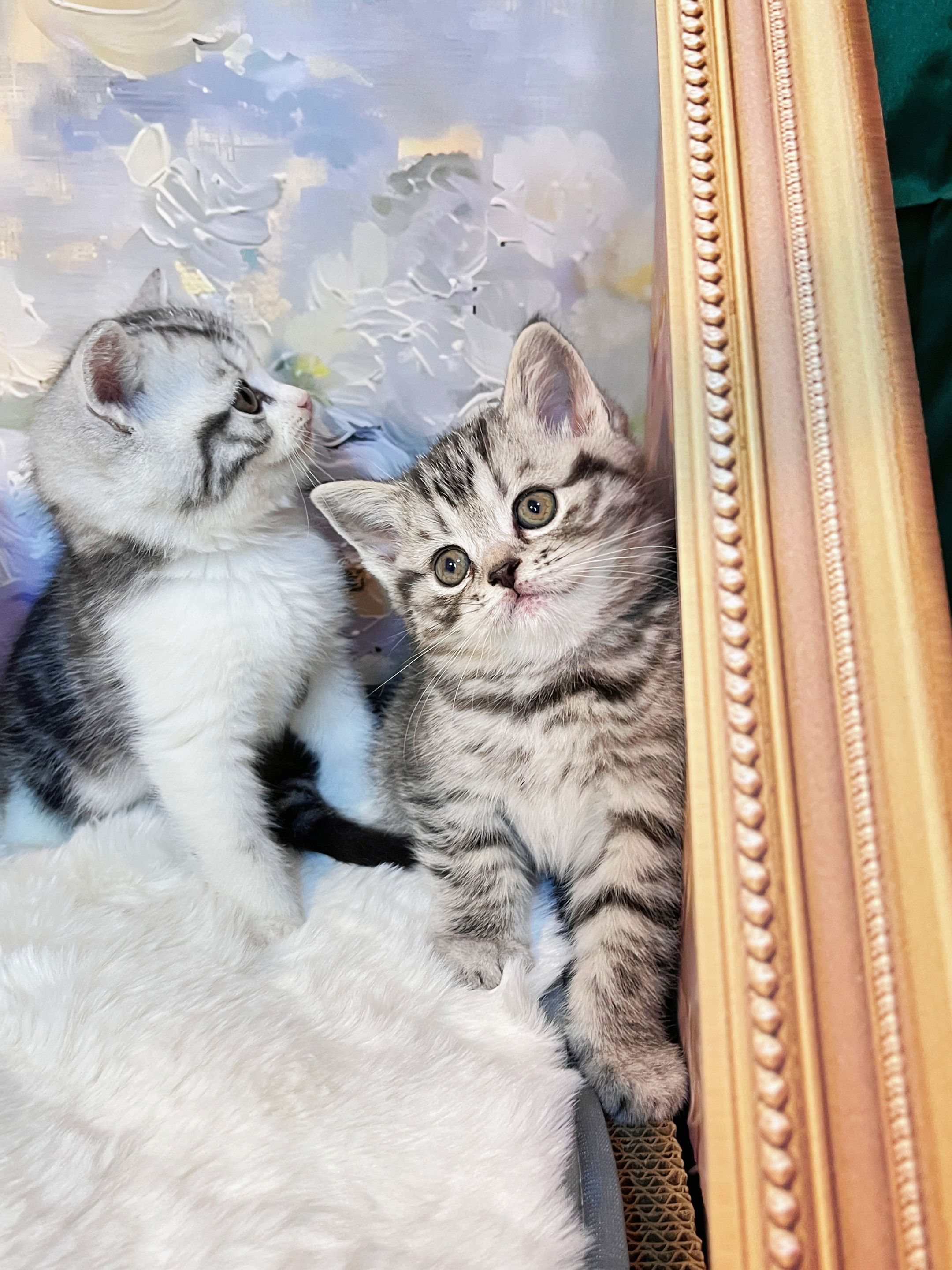 虎斑起司加白猫